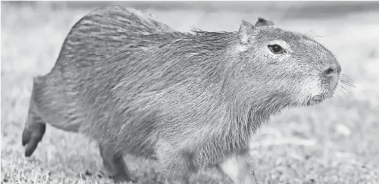 Capybaras are famously chill; ownership laws less so – PressReader