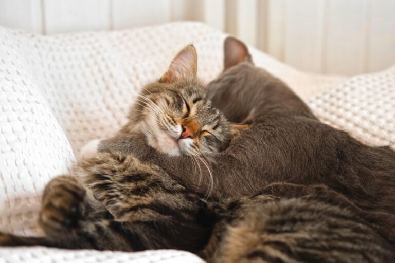 Cat Lovingly Petting Feline Sibling Is the Sweetest Thing We’ve Seen All Week – AOL.com