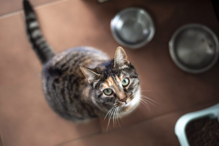 Cat food recall expanded over risk of serious illness – MSN