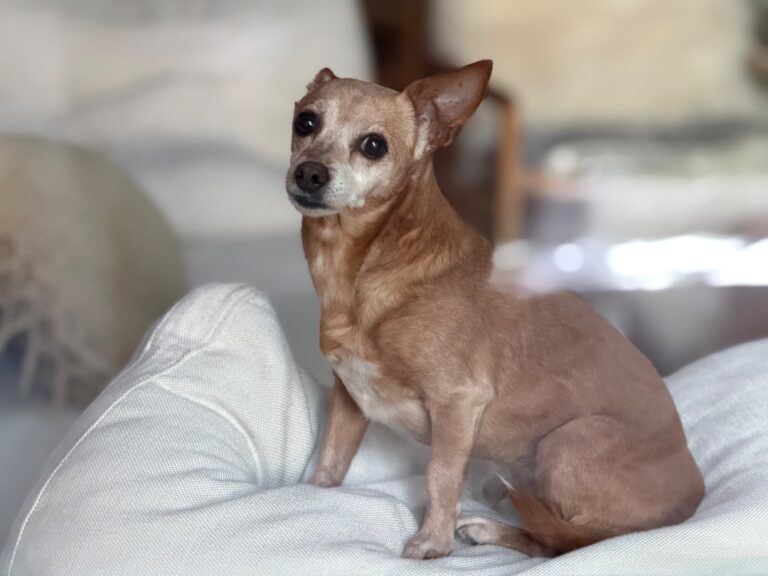 Chihuahua Mix Heals Mom’s Bad Day With the Cutest ‘You OK, Sis?’ – Parade Pets