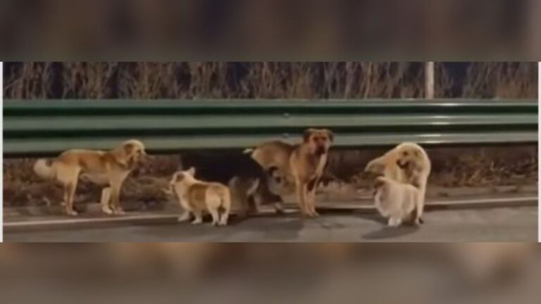 China’s viral ‘seven dogs’ story not heartwarming, turns out to be fake – The Tribune