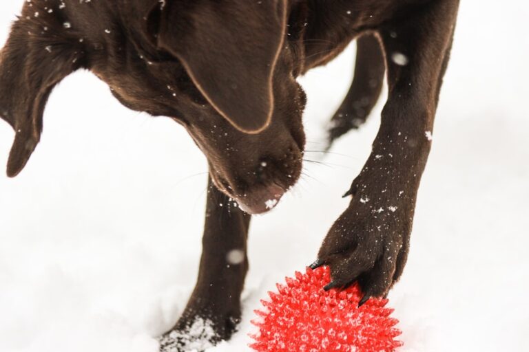 Chocolate Labrador Making Snow Angels Is the Cutest ‘Land Seal’ – Parade Pets