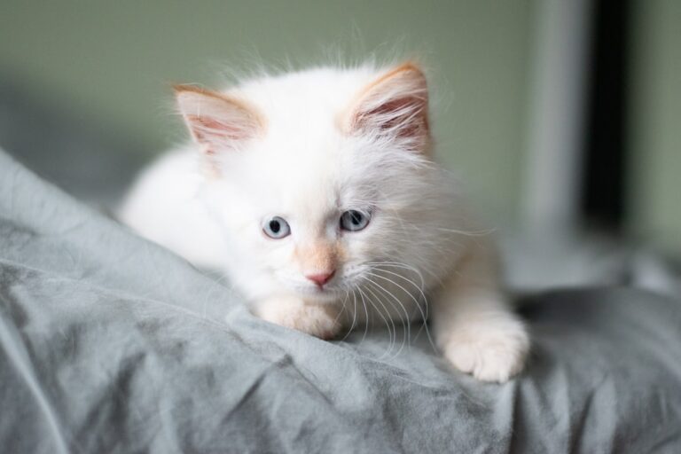 ‘Chonky’ Ragdoll Kittens Are the Cutest Snow-Colored Clouds – Parade Pets