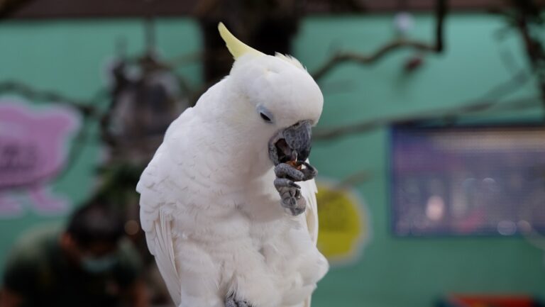 Cockatoo Gives Mom Sweet Nuzzles of Love While Reuniting After Vacation – Parade Pets