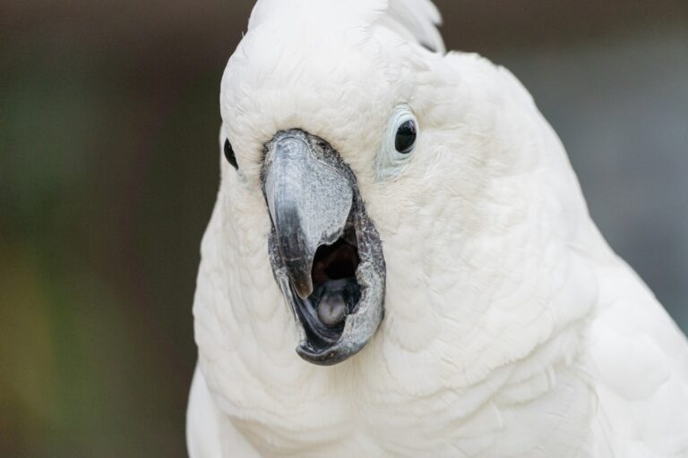 Cockatoo Has Precious Reaction When ‘Best Friend’s’ Video Chat Ends – Parade Pets