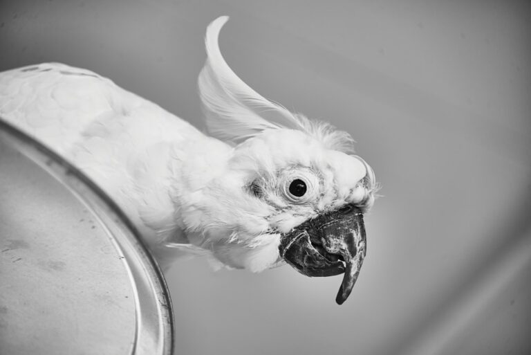 Cockatoo’s Cute Curiosity Seeing Turkey Vultures Is Too Precious for Words – Parade Pets
