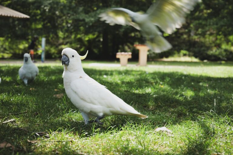 Cockatoo’s Cute Jumps of Excitement When Best Friend Comes Home Are Everything