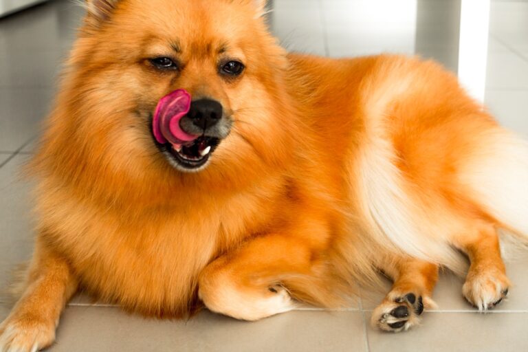 Colors Dogs Secretly Hate: Brights, Contrasts & More – Parade Pets