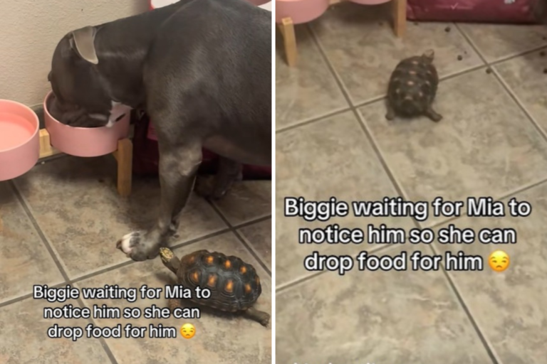 Pit Bull Gently Shares Food With Pet Turtle in Adorable Video – Newsweek