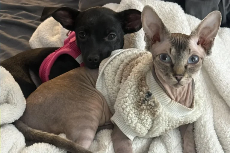 Chihuahua And Sphynx Cat Who Love to Cuddle-Wrestle Win Pet of the Week – Newsweek