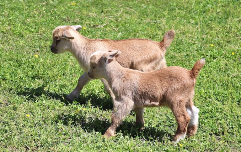 Corgis Meet Baby Goats for the First Time and It Couldn’t Be Sweeter – Parade Pets