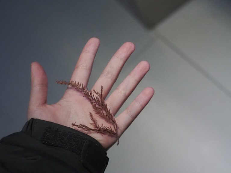 Could Your Pet's Microchip Be Useless? Pet ID Company Goes Under – A-Z Animals