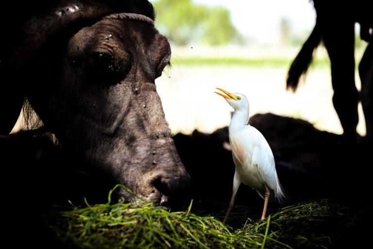 Curious Farm Animals Meeting Their New Foster Puppy Siblings Are Full of Precious Magic