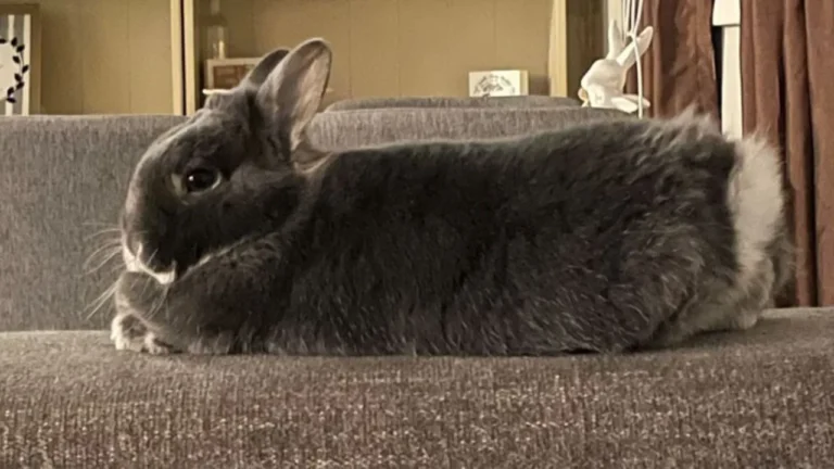 Cutest Pet: Dolce Honey Bello – WJET/WFXP/YourErie.com