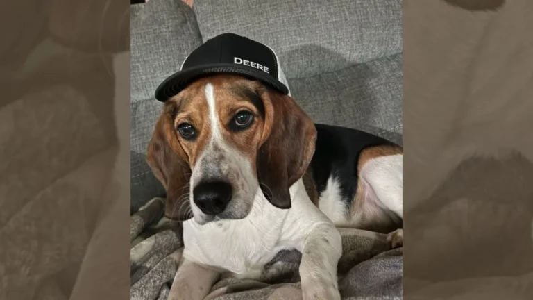 Cutest Pet: Oaklee – YourErie.com