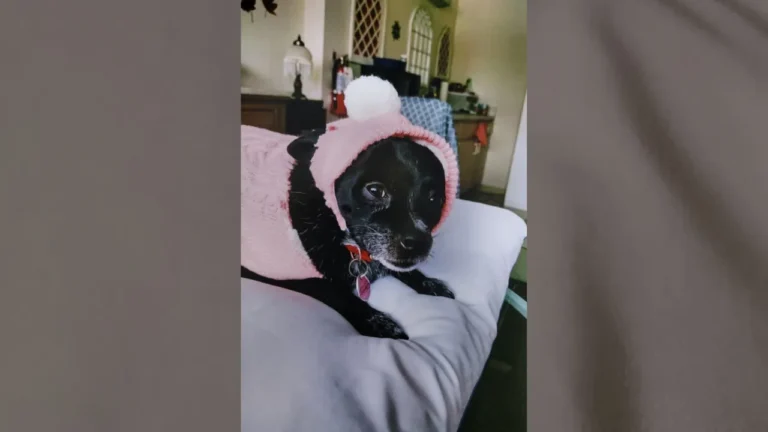 Cutest Pet: Oreo – WJET/WFXP/YourErie.com