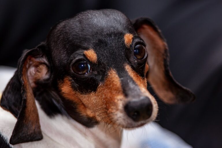 Dachshund With a Cleft Palate Has the Sweetest Little Snoot – Parade Pets