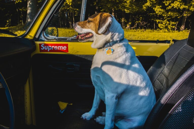 Dachshund makes surprise return to top five – MSN