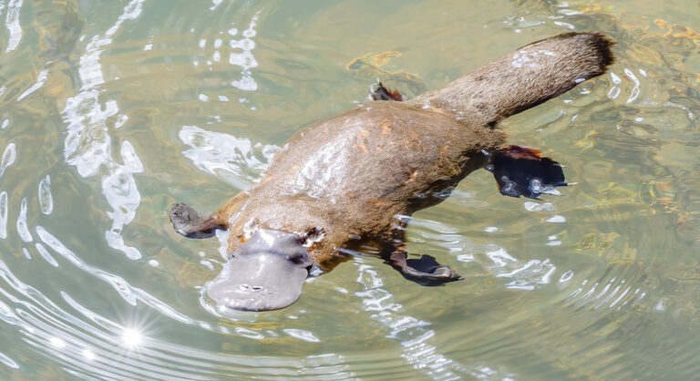 Do Not Pet These Adorable Animals Unless You Want to Die – AOL.com