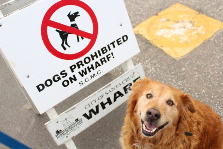 Dog Treats Recalled After Potential Salmonella Contamination – People.com