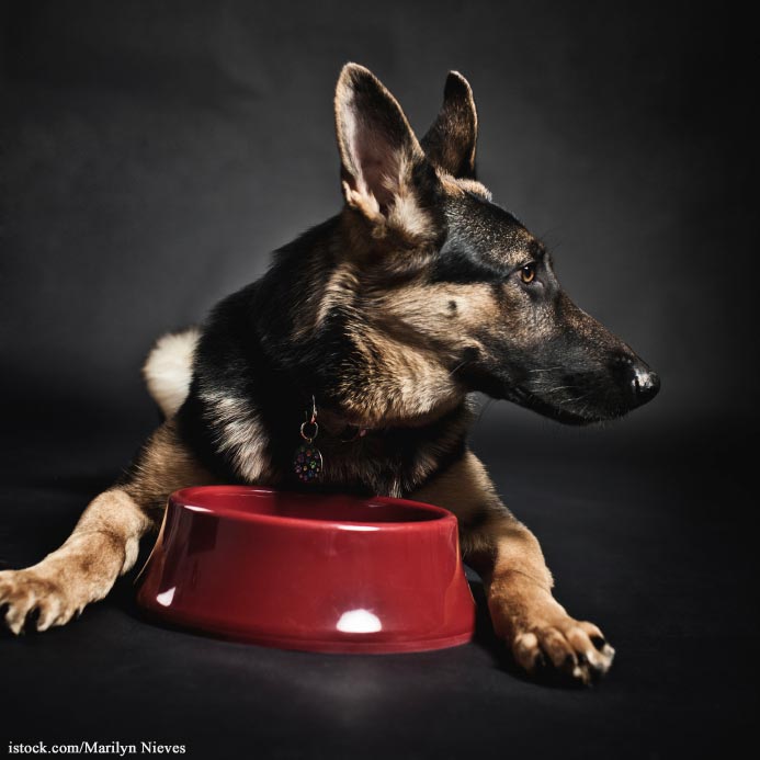 Young Again Pet Food Recalled For Salmonella Contamination – Food Poisoning Bulletin