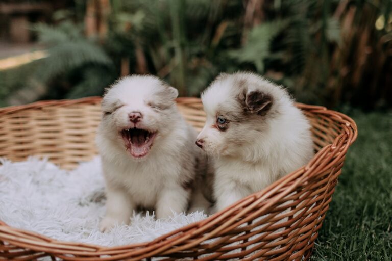 Dogs Are ‘Beyond Excited’ by This Cute and Durable Rutabaga Plush Toy – PetHelpful