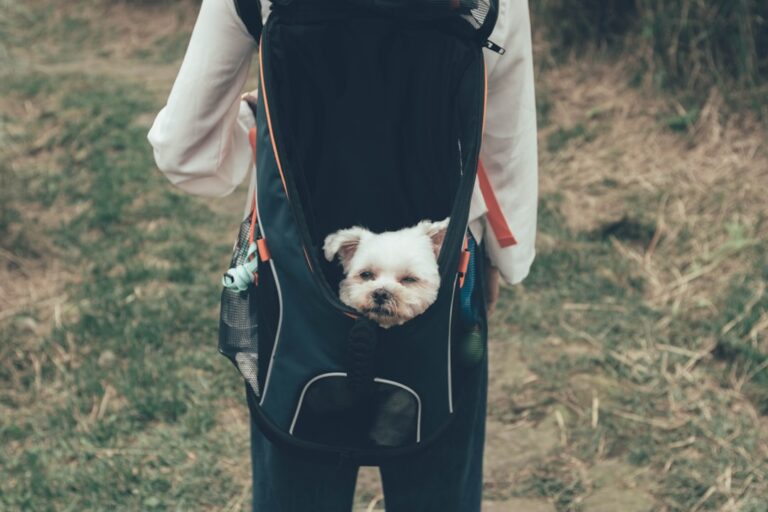 Dogs Wearing Little Backpacks Board Their Day Care Bus in Adorable Routine