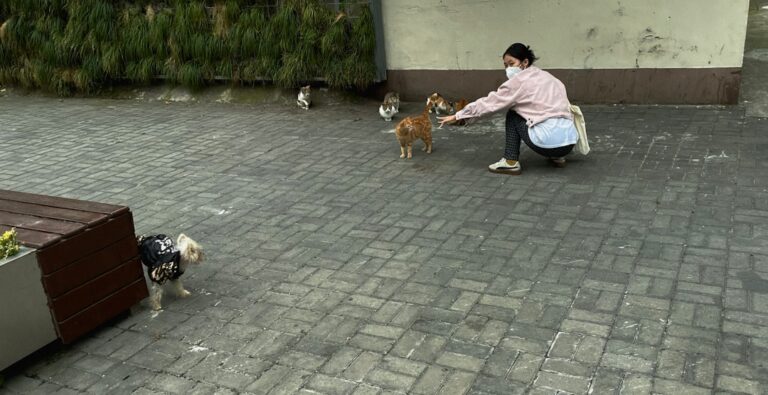 Dogs at Day Care Meet Their Mini-Me Twins and It’s Double the Cute – Parade Pets
