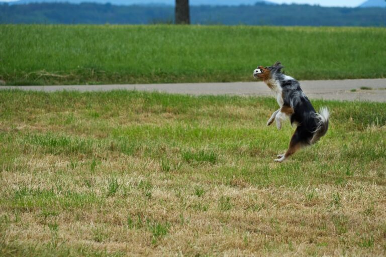 Dramatic Dachshund Throws Theatrical Tantrum Over Having To Share With Family – Parade Pets