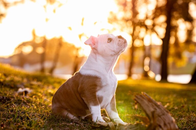 English Bulldog Puppy’s Adorable Leap Out of Bed Is Total Cuteness Overload – PetHelpful