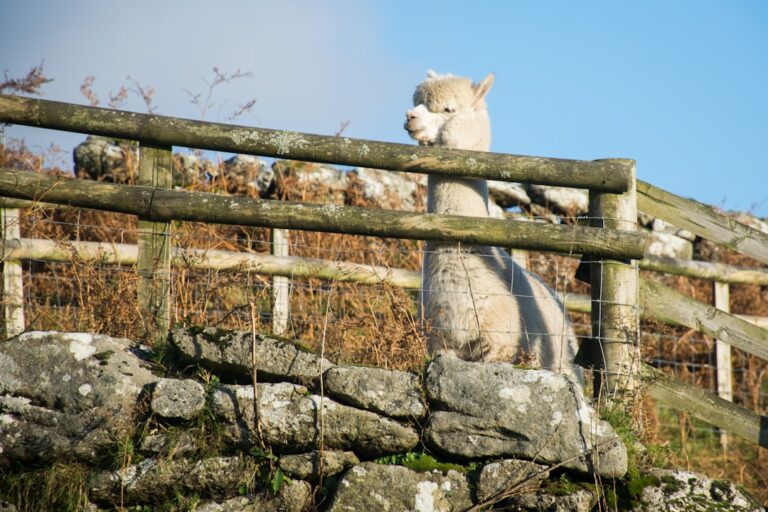 English Mastiff Sweetly Guarding ‘His Baby’ Will Make You Go ‘Aww!’ – Parade Pets