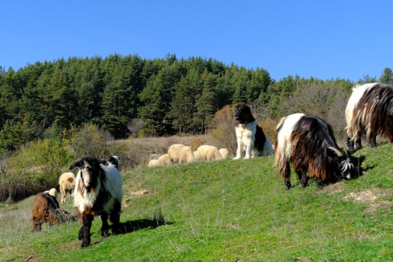 Eurobodalla Animal Welfare League’s Pets of the Week: Meet Louie and Whiskers!
