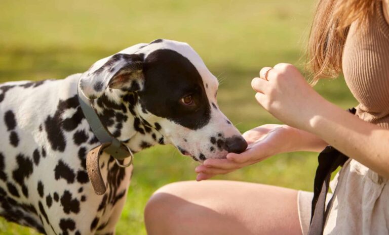 FDA-Backed Recall Uncovers Surprising Risk Linked to Everyday Pet Products