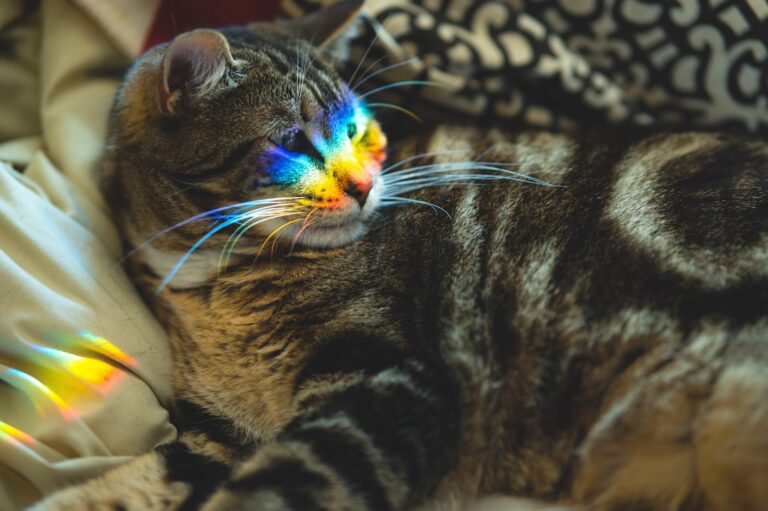 Feral Cat’s ‘Rainbow Kittens’ Are a Total Miracle – Parade Pets