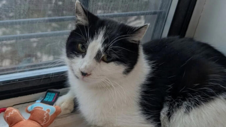 Found living in a box in the snow: The last-minute rescue of a freezing cat – MSN