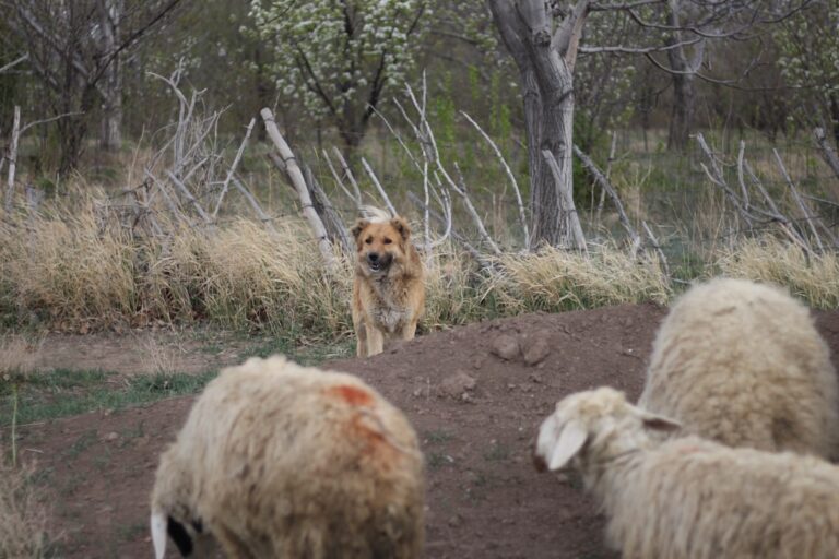 Funny Australian Shepherd Smiles Whenever She’s in Trouble and No One Can Resist It