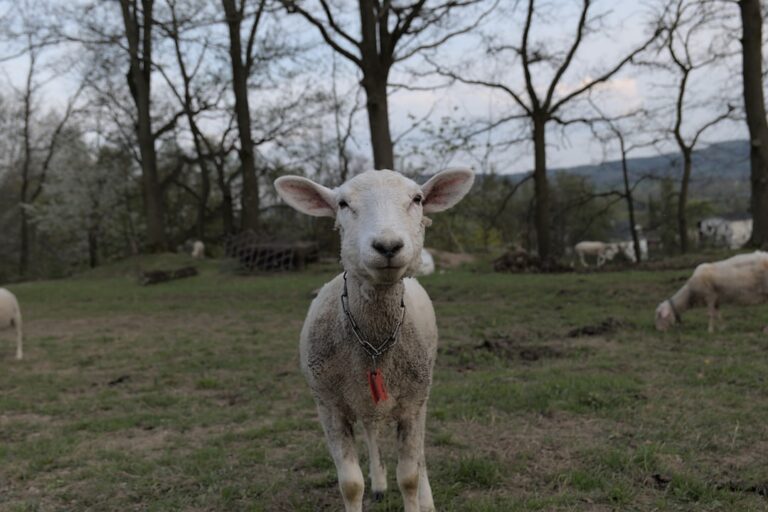 German Shepherd Learns the Cutest Ear Trick While He Breaks Out of Doggie Jail