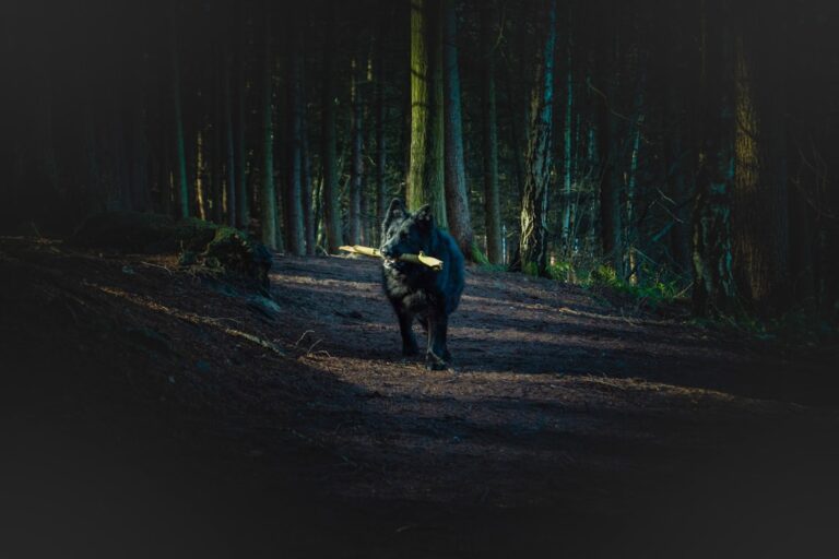 German Shepherd and Toddler Have a Howl-Off, And It's Precious – Parade Pets