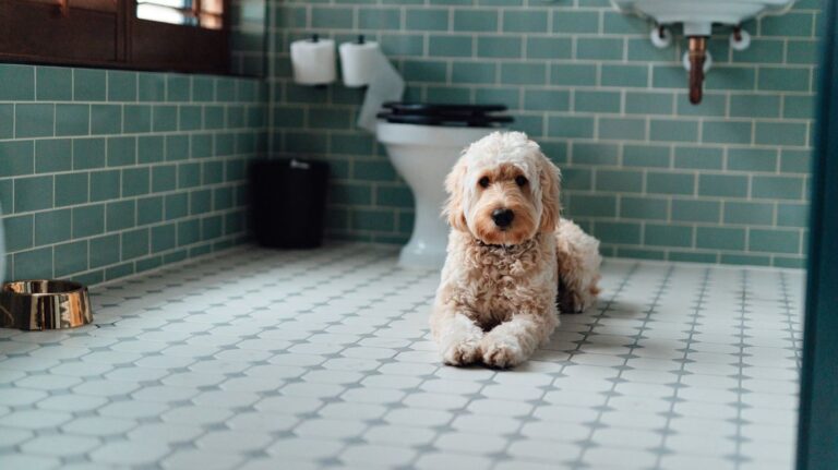 Vet explains why you should never flush your pet's poo down toilet – UNILAD