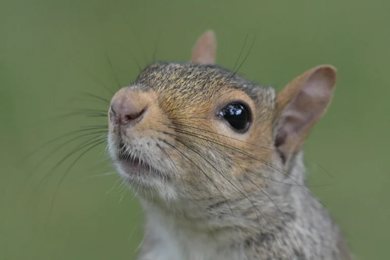 The Grim Reality Behind Viral ‘Vaping Squirrels’ Video – Woman’s World