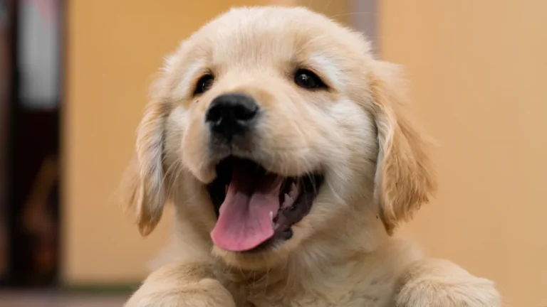 Golden Retriever Puppy Drags Stuffed Animal Upstairs During ‘Morning Crabiness’ & It’s Too Cute