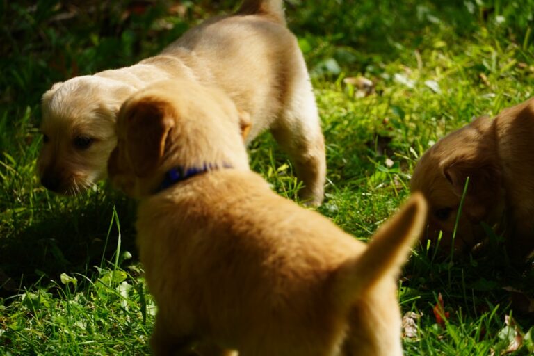 Golden Retriever Puppy Drags Stuffed Animal Upstairs During ‘Morning Crabiness’ & It’s Too Cute