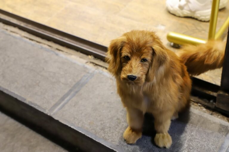 Golden Retriever Puppy Is the Cutest ‘Beach Potato’ We’ve Ever Seen in Precious Video