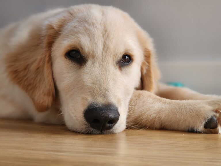 Golden Retriever Puppy’s Cute ‘Pink Nub’ Tongue Makes Her Look Like a Teddy Bear