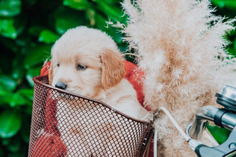 Golden Retriever Puppy’s New Baby Makes the Best Snuggle Partner – Parade Pets