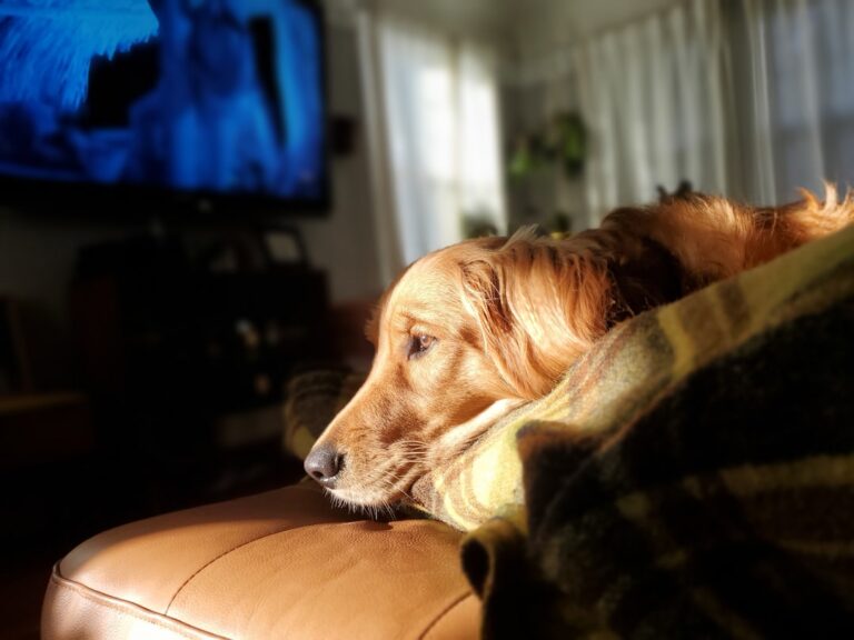 Golden Retriever Who Loves Watching ‘Jeopardy’ Is the Cutest Little Smarty Pants