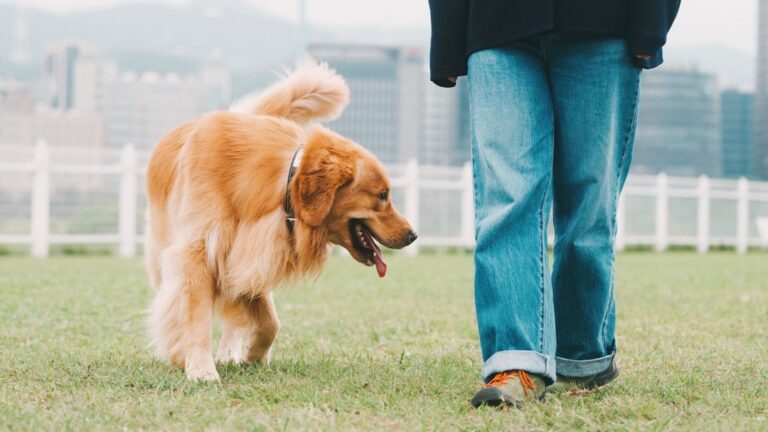 Golden Retriever’s Happy Tail Wags Around His Favorite Neighbor Are Too Cute