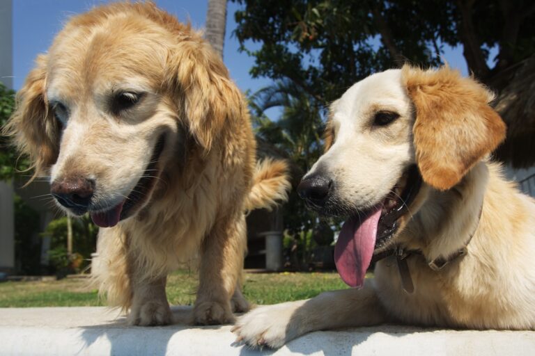 Golden Retriever’s Unbelievable Reunion with Dolphin After a Year Is Mind-Blowing