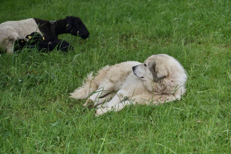 Grieving Golden Retriever Gets New Puppy to Love and Her Happy Tail Wags Say It All