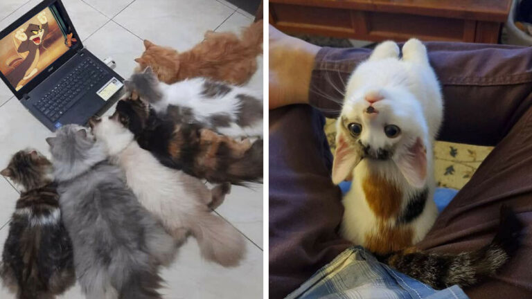 Hilarious “Important Animal Images,” As Shared By This Page Dedicated To All Things Cats …